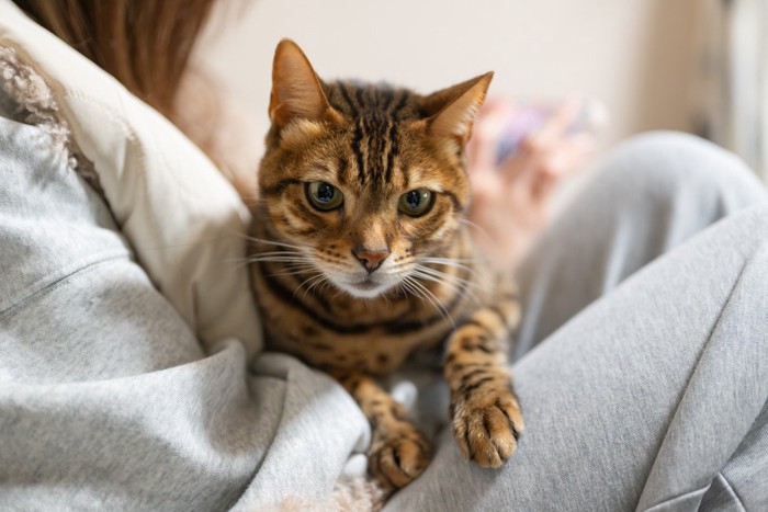 甘える猫