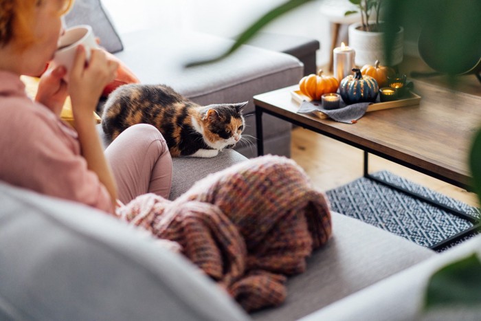 女性の横で座り込む猫