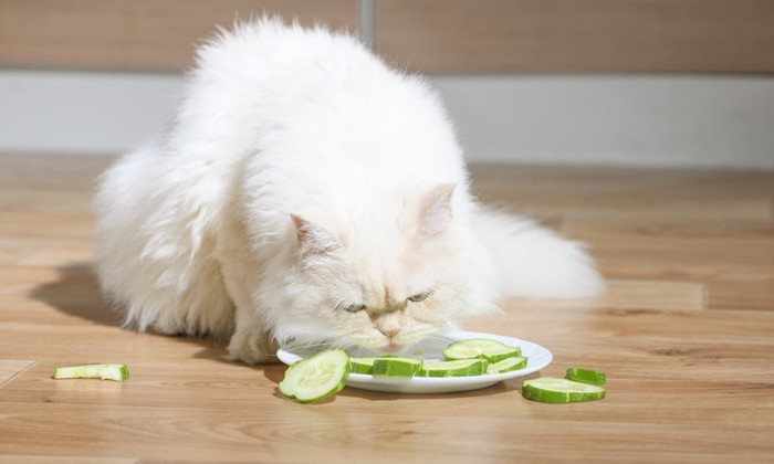 カットされたキュウリを食べる猫