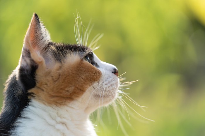 遠くを見つめる三毛猫の横顔