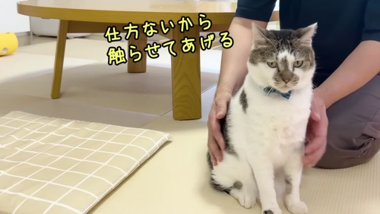 撫でられる猫