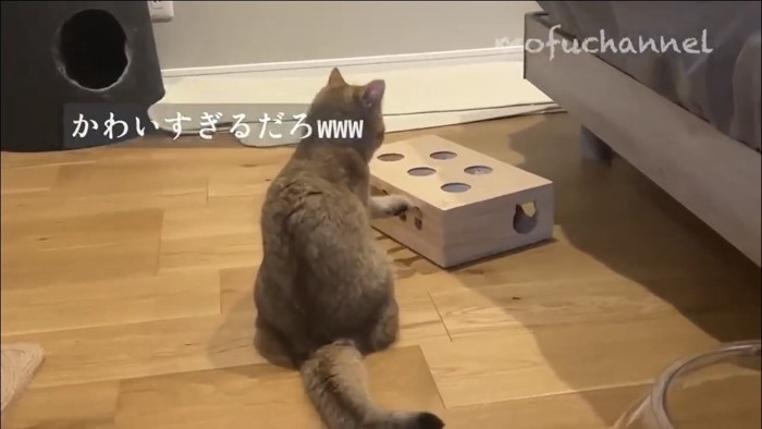 もぐらたたきで遊ぶ猫