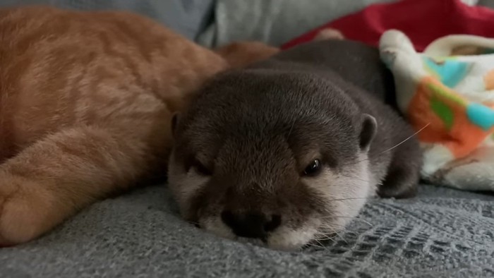 目を開けるカワウソ