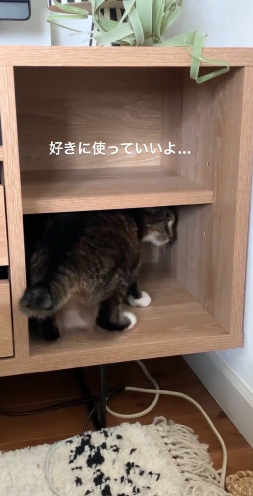 諦めた飼い主さん