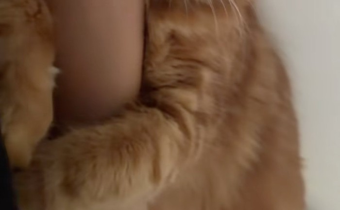 抱きつく猫の前足