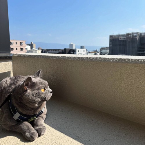 空を眺める猫