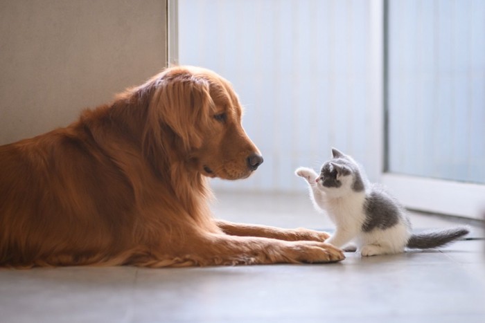 犬に猫パンチしようとする猫