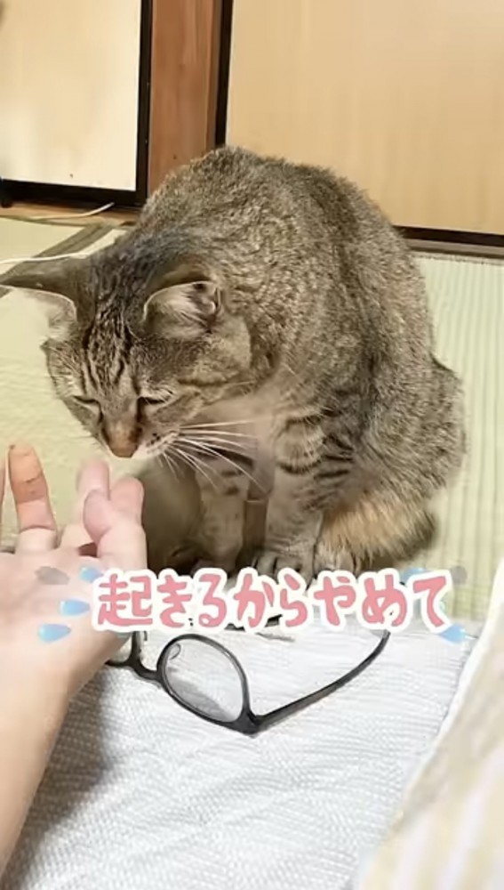 指をかぐ猫