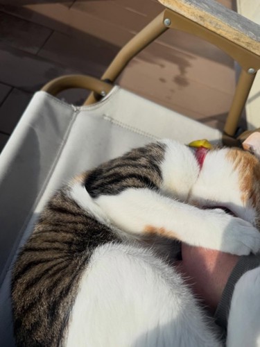 手を噛んでいる猫