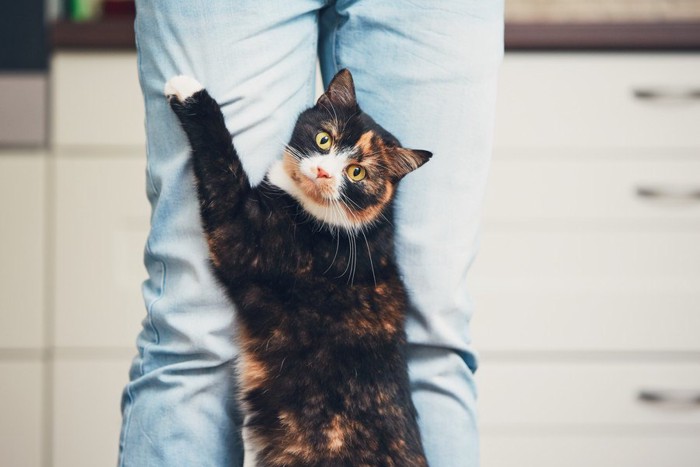 デニムの足に立ち上がる猫