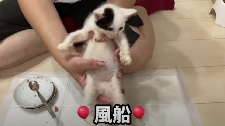 満腹な子猫