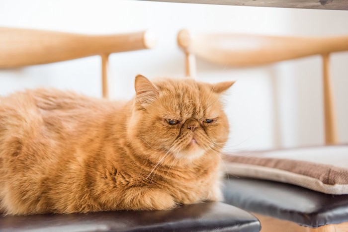 椅子の上で寂しそうにしている猫