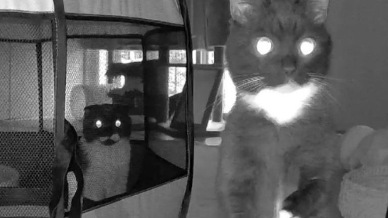 暗闇にいる猫