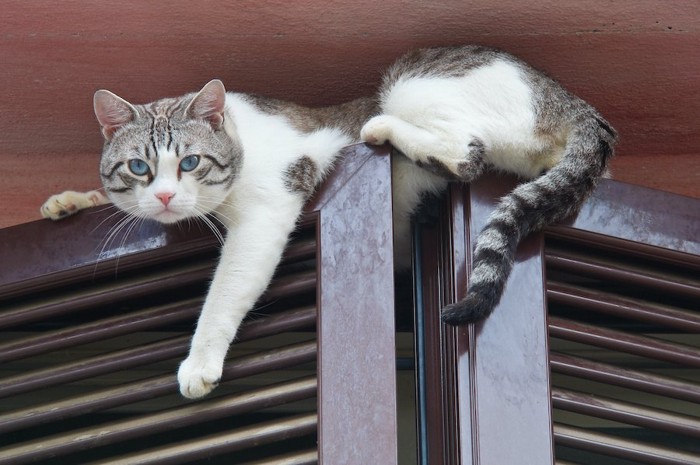 部屋の扉の上に乗って落ちそうな猫