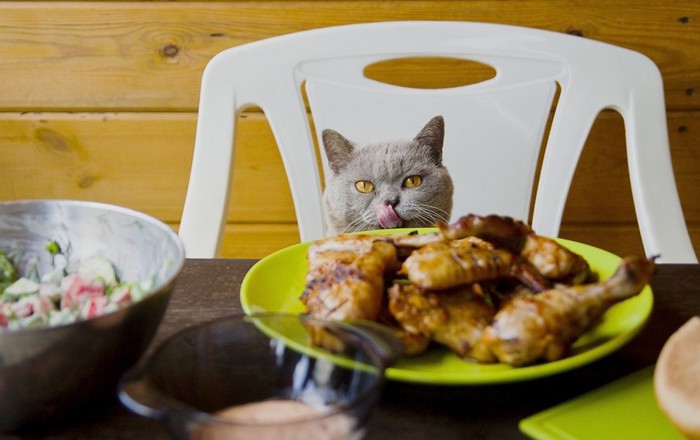 チキンを狙う猫