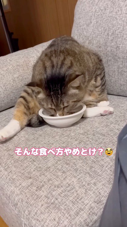 広げた足の間からご飯を食べるキジトラ猫