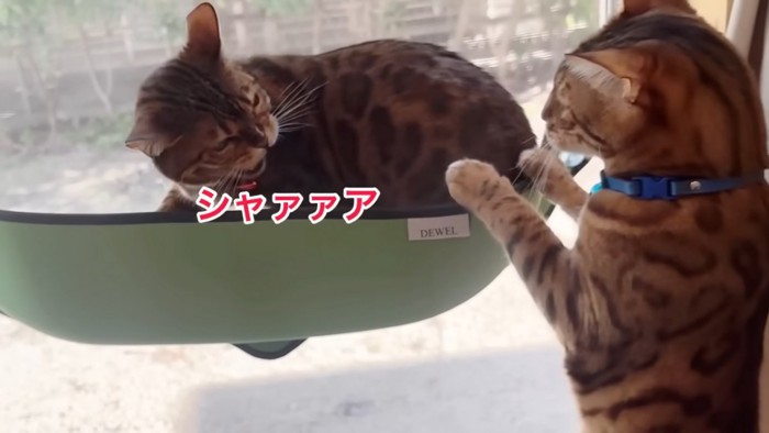 威嚇する猫