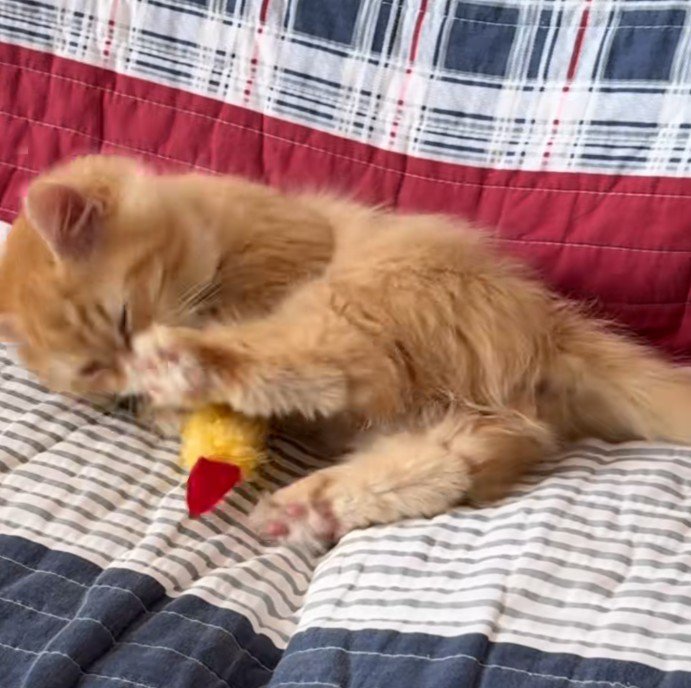 ソファでエビフライで遊ぶ猫1