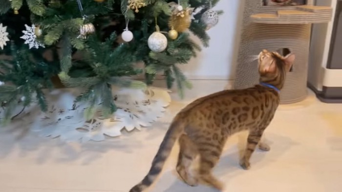 クリスマスツリーの前に立つ猫