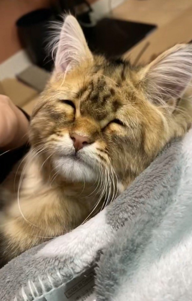 しょぼしょぼした顔の猫1