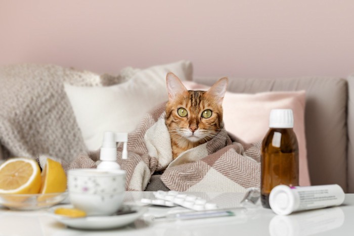 テーブルの上の薬やカップとブランケットをかけた猫