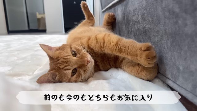 寝転がってソファにフミフミする猫