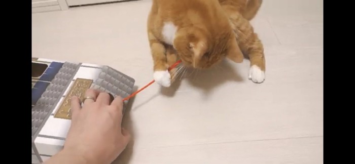 棒に噛み付く猫