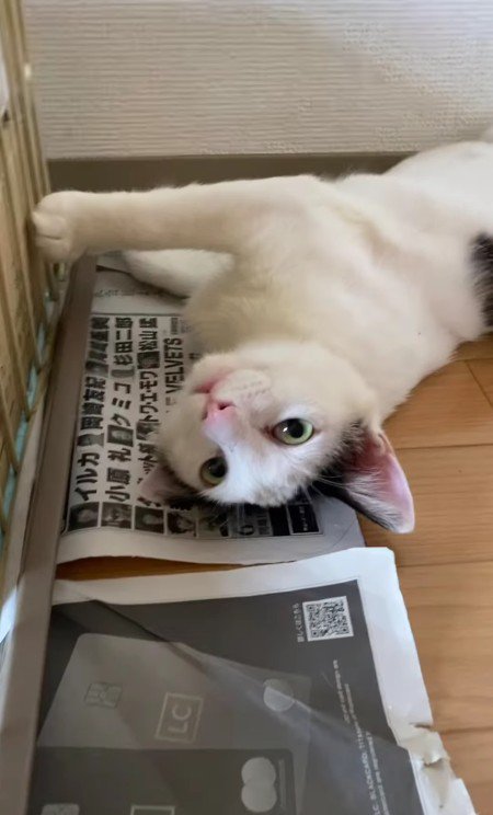 目が覚めた猫