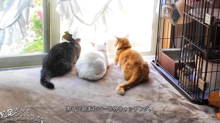 3匹の猫