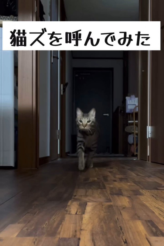 歩いてきたキジトラ猫