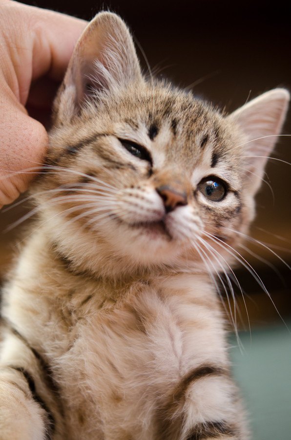 なでられる子猫