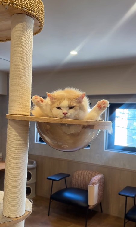 独特なポーズの猫