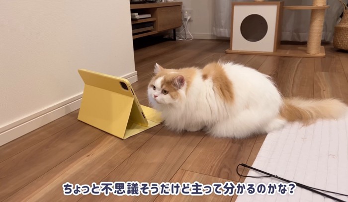 タブレットを見つめる猫