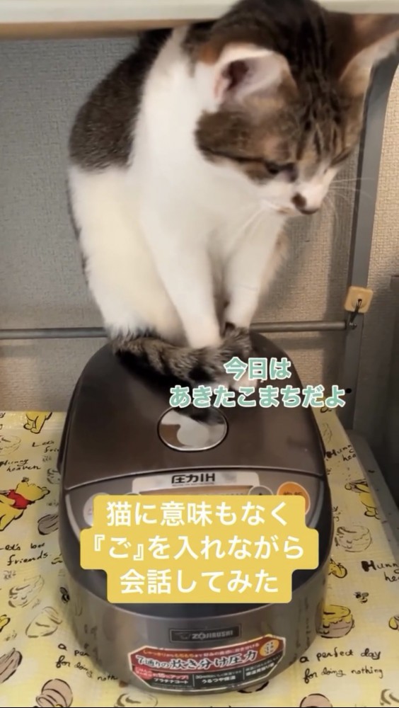 俯く猫