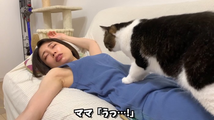 人のお腹に乗る猫