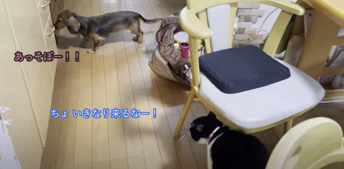 猫に近づく犬