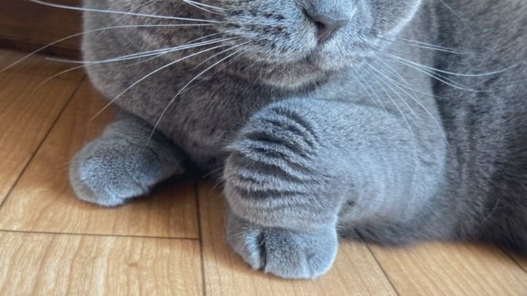 猫の足