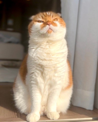 おすわりした猫