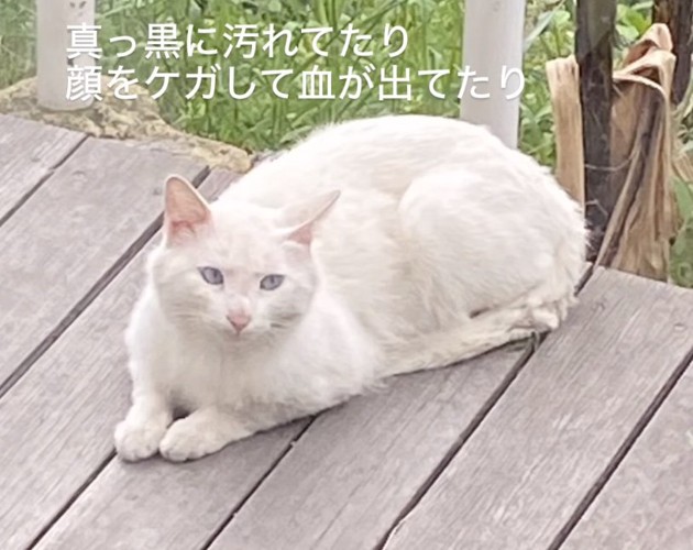 ボロボロだった猫