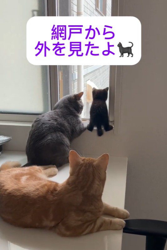 窓際にいる3匹の猫