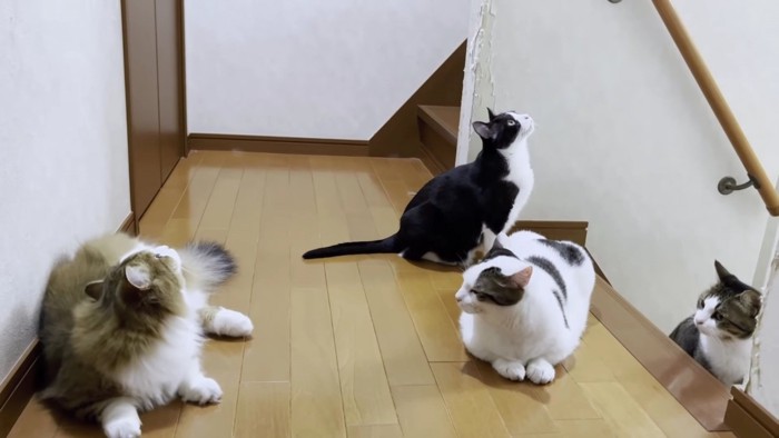 階段の上にたむろする猫ズ