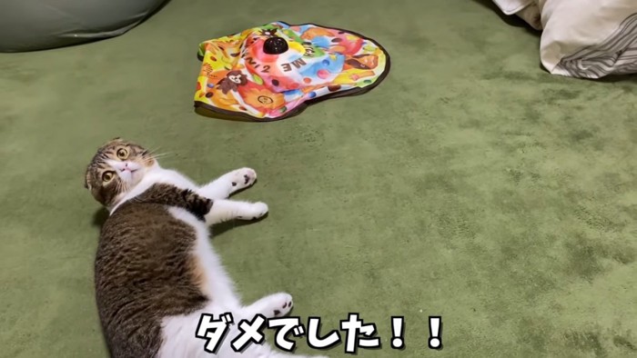 寝転ぶ猫