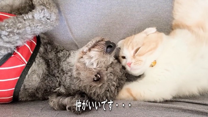 顔を寄せ合う猫と犬