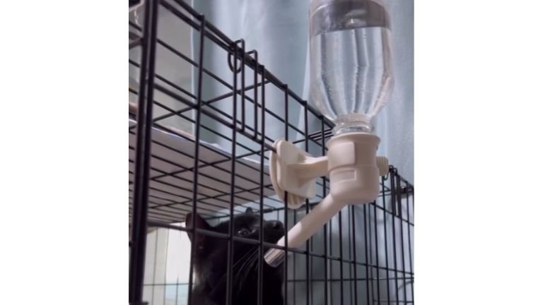 水を飲む猫