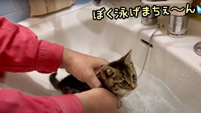 お風呂に入れられる子猫