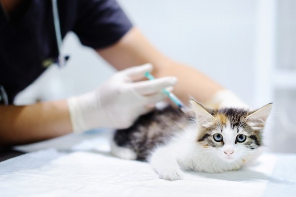 注射をされる子猫