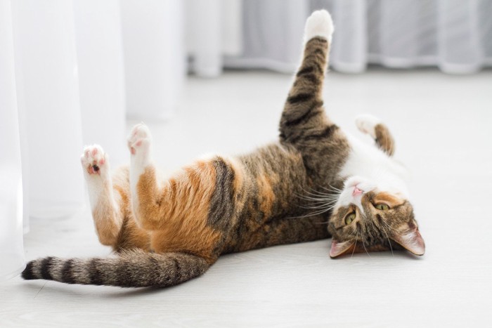ヘソ天で寝転ぶ猫