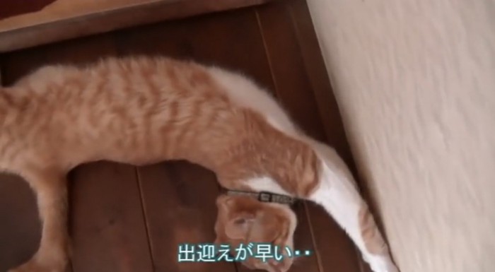 伸びる猫