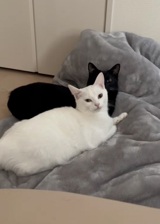 眠そうな猫