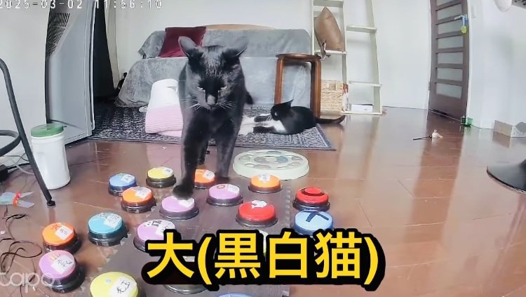 会話ボタンを押す黒猫